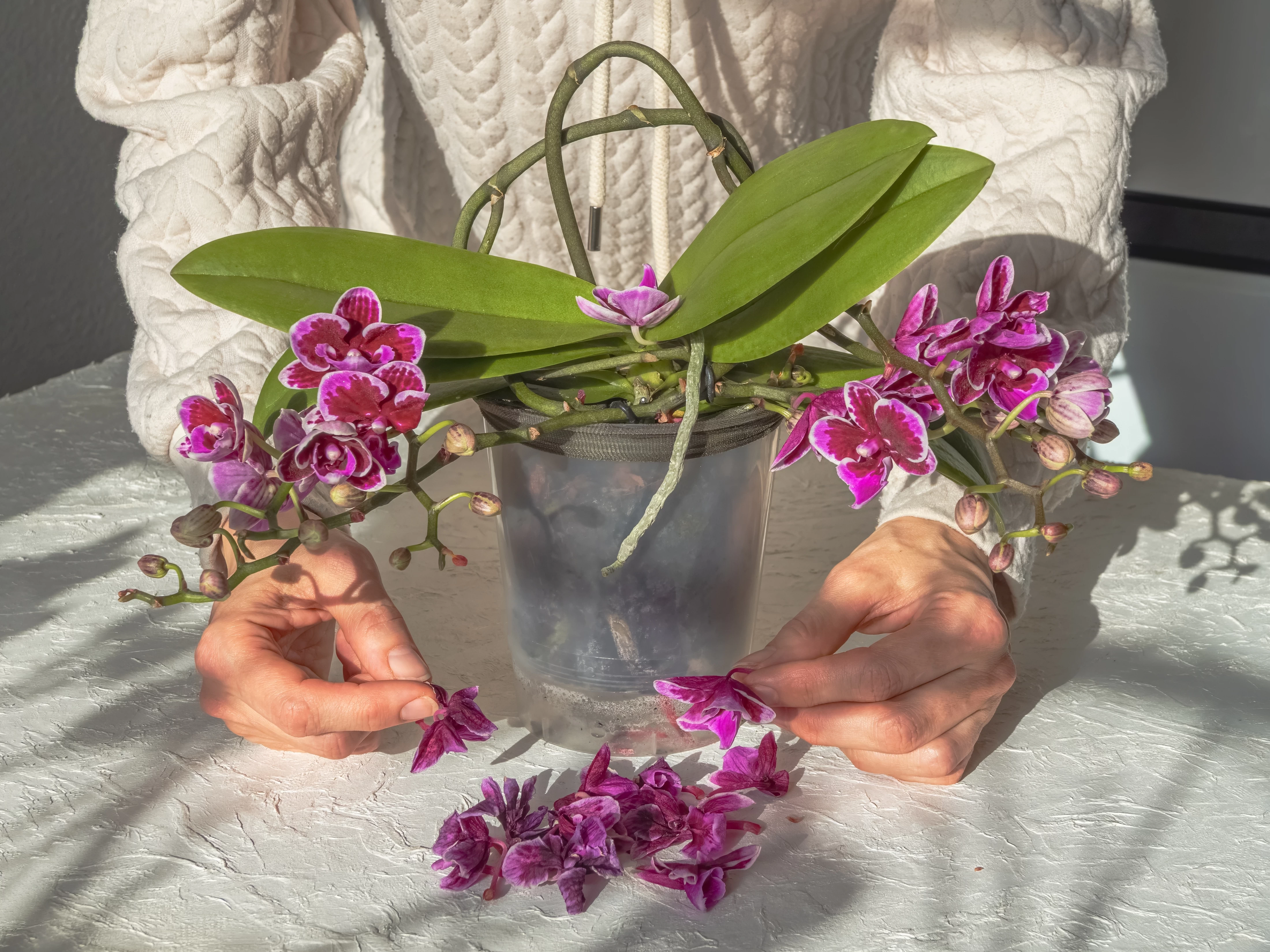 Myslela jsem, že moje orchidej už nikdy nevykvete. Jeden pěstitelský postup jí viditelně prospěl