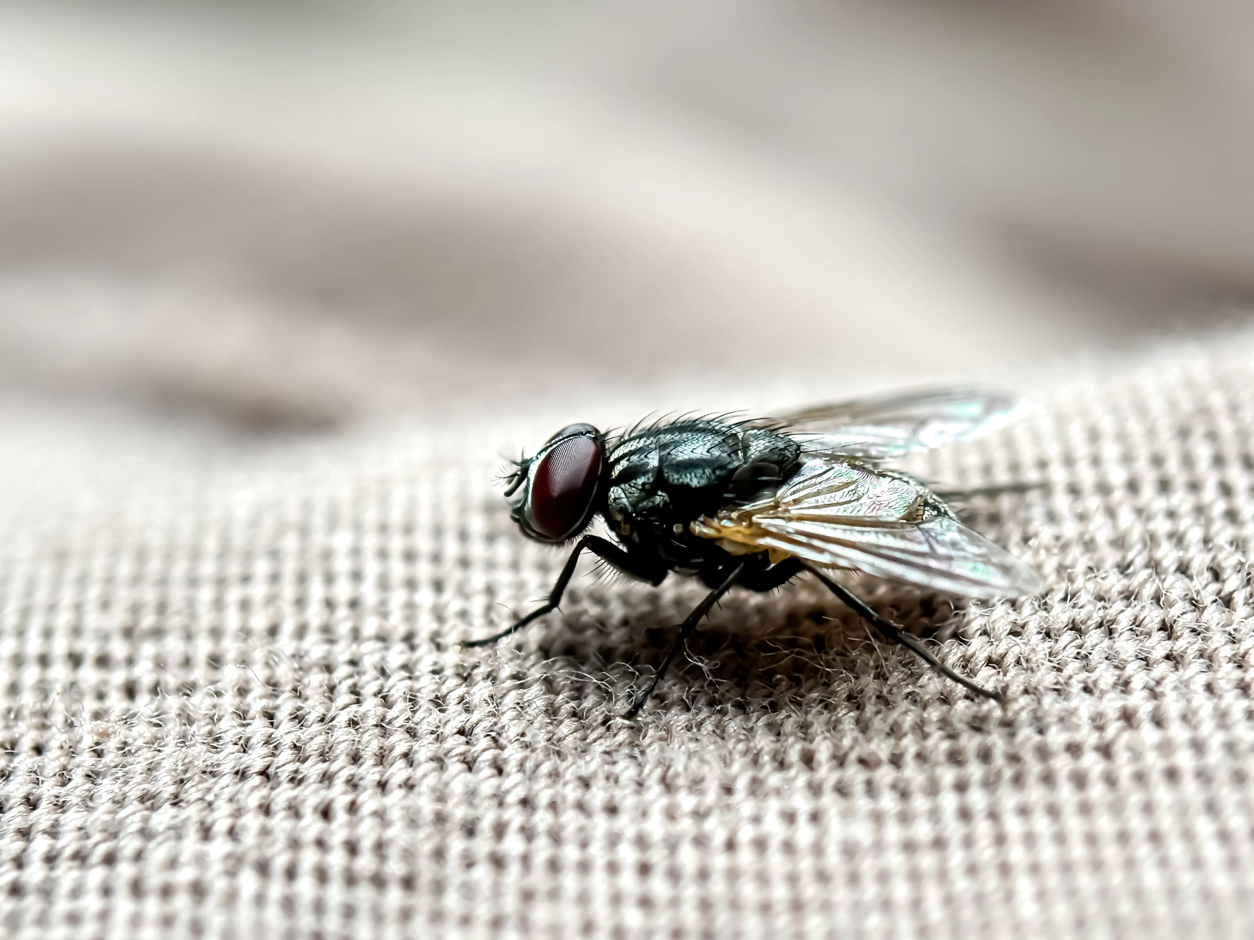 Na mouchy nemusíte kupovat drahé přípravky: Účinnou past zvládnete vyrobit během chvilky